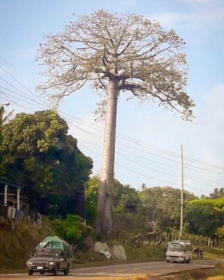 El árbol de la familia Bombacaceae, conformada por árboles como el Barrigón y el Balso podría ser derribado para ampliar la carretera Panamericana.