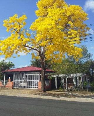 Los Guayacanes iluminan las calles de Panam&aacute;