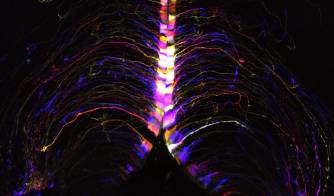 En la imágen, células cerebrales, llamadas tanicitos, iluminadas y codificadas por colores según su profundidad en el hipotálamo cerebral de un ratón. Son uno de los tipos de células del cerebro de ratón que muestran un gran número de transcripciones genéticas que cambian con la edad. Fotografía facilitada por el Instituto Allen.