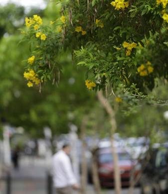 La floración de los guayacanes es entre los meses de marzo y abril.