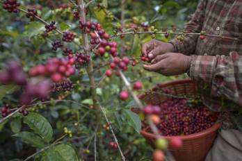 Datos del Mida muestran que el parque cafetalero de Panamá es de cerca de 21,000 hectáreas, de las cuales unas 12.400 son de arábigo y el resto de robusta.