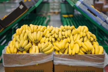 La alta demanda de banano producido en Panamá está impulsando las exportaciones del fruto.