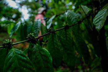 El cafeto de robusta es considerado más resistente que el de arábica y es muy apreciado por su resistencia a enfermedades y su capacidad para crecer en climas cálido.