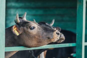El gusano barrenador es considerado una de las plagas más dañinas para la ganadería, y su control no puede manejarse de manera aislada por un solo país.