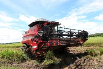 A pesar de los daños viales causados por el terremoto, los productores de arroz continúan en los campos realizando las labores de cosecha para garantizar el suministro nacional de grano.