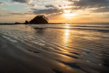 A medida que el viento golpea la playa se observa golondrinas graznar.