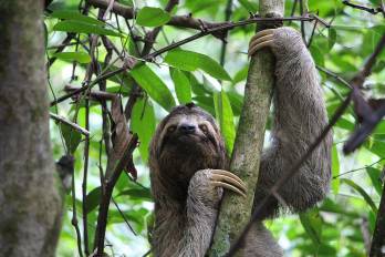 Los perezosos juegan un papel vital en los ecosistemas tropicales, contribuyendo así al ciclo de nutrientes.