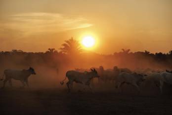 Fotografía del 15 de septiembre de 2025 que muestra ganado en una hacienda en el municipio de São Geraldo do Araguaia, en el estado de Pará.
