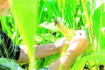 El costo de producción asciende a $2,250.06 por hectárea.