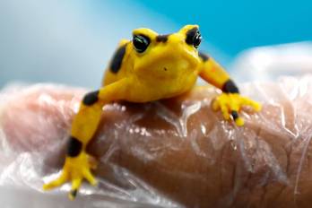 Fotografía que muestra una rana dorada en el Instituto Smithsonian de Investigaciones Tropicales (STRI), en Gamboa, Ciudad de Panamá (Panamá).