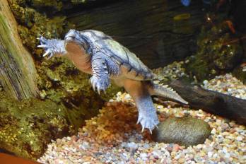 El símbolo transformado: de la tortuga carey a la pececita ingeniera