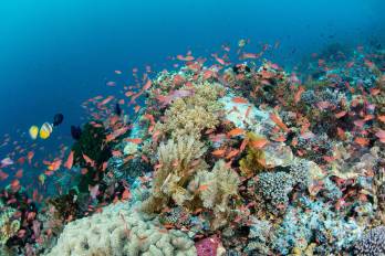 El incremento de la acidez en mares y océanos se perfila como uno de los mayores desafíos ambientales del siglo XXI.