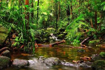 Panamá cuenta con bosques tropicales en las vertientes Atlántica y Pacífica, en provincias como Darién, Colón, Coclé, Chiriquí, Veraguas, Bocas del Toro, Los Santos y Panamá.