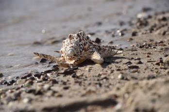 Un caracol Strombus en una playa arenosa.