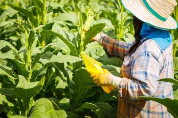 La donación de fertilizantes, por parte del Reino de Marruecos estará dirigida principalmente a pequeños productores, afirmó el MIDA.