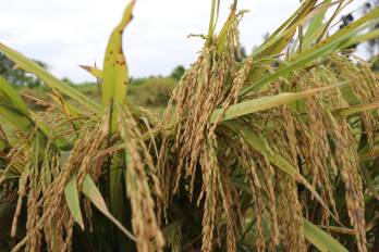 Con 50 años de historia, el proyecto de arroz del IDIAP ha liberado 25 variedades comerciales y cuatro biofortificadas.