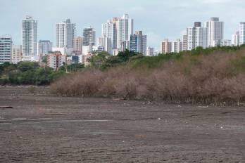 Un fenómeno similar ocurrió entre 2015 y 2016. Los manglares de Panamá Viejo, Juan Díaz y La Maestra perdieron sus hojas y la coloración del follaje.