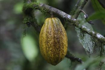 Fotografía de un fruto de cacao en Río Oeste Arriba (Panamá). EFE/ Carlos Lemos