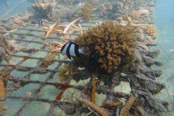 De acuerdo con los registros de NOAA, los primeros indicios de la repetición de este fenómeno ocurrieron el año pasado en el Caribe.