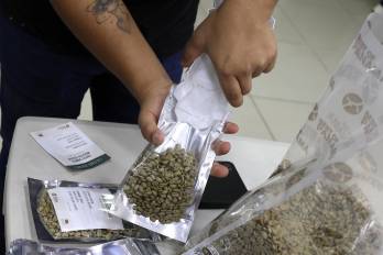 El café especial geisha, el más caro del mundo y producido en Panamá, tiene una cosecha muy pequeña este año debido a la variabilidad climática.