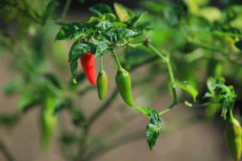 Más allá de la producción de alimentos, los huertos funcionan como una herramienta educativa integral.