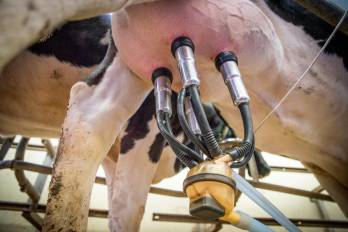Fenómenos climáticos afectan la producción de leche en Panamá y, por ende, el consumo, advierte el sector