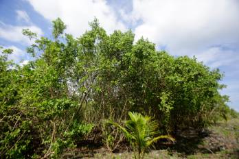 Fotografía de manglares en la Isla Galeta (Panamá).