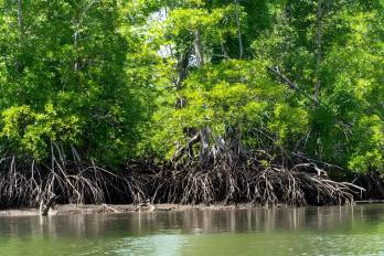Según MiAmbiente, la plataforma facilita el acceso y seguimiento de la información relacionada con los proyectos sometidos a evaluación ambiental, ya que permite consultar su estado en tiempo real.
