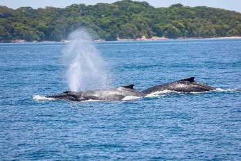 Las ballenas jorobadas suelen preferir aguas cálidas de entre 27 y 28 grados para reproducirse y criar a sus crías.
