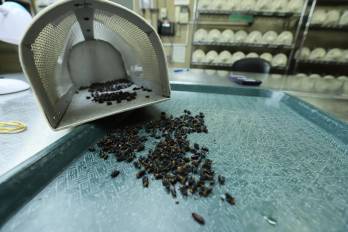Desde 2006, Panamá cuenta con la planta productora de moscas estériles del Gusano Barrenador del Ganado (GBG).