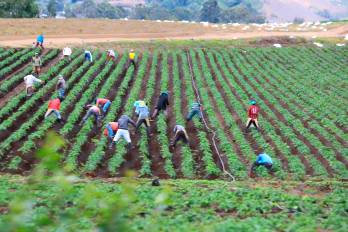 Productores de Tierras Altas faenan en los campos.