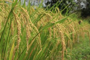 Mientras que los productores de arroz se quejaron por supuesta exclusión en las ferias del IMA, el director de esta institución dijo que no había suficiente arroz y por ello se recurría a la importación.