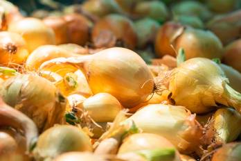 La cosecha de cebolla en Coclé inicia a finales de marzo y se extiende hasta parte de mayo, según productores del distrito de Natá. Actualmente los cultivos están en etapa de manejo y desarrollo.