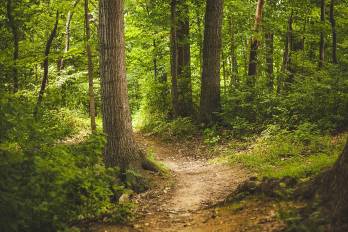 Bosques tropicales