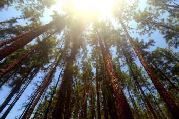 Sector forestal: alternativa de empleos verdes