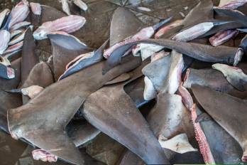 El aleteo de tiburones pone en riesgo la existencia de la especie.