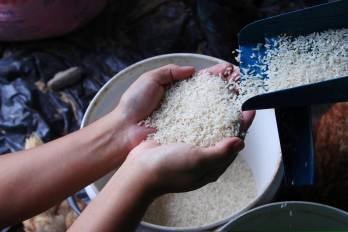 La producción anual de arroz en el país es de aproximadamente 7 millones de quintales al año.