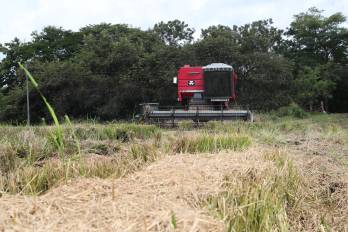 El fenómeno de El Niño amenaza las cosechas y la asequibilidad de los alimentos.