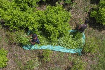 Vista aérea de raspachines (recolectores de hoja de coca) trabajando en un campo de hoja de coca cerca del municipio de Olaya Herrera, departamento de Nariño, Colombia