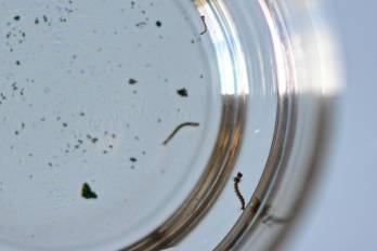 Fotografía de la larva del mosquito Aedes aegypti, responsable de la transmisión del dengue, el 24 de enero de 2024, en Brasilia (Brasil).