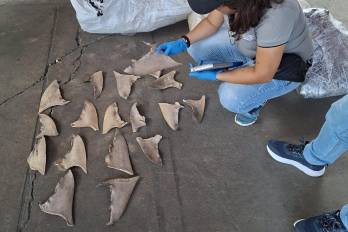 La carga fue declarada como “buche de pescado”, pero las autoridades hallaron 109 sacos de aletas de tiburón con destino a Malasia.