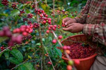 Panamá recurre a importaciones de café ante déficit en la producción nacional.