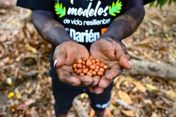 Dionisio García muestra cerezas de café cultivadas en Cerro Naipe, comunidad Emberá-Wounaan de Darién.