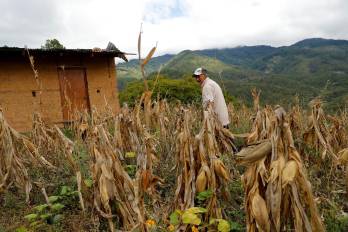 Imagen de archivo de un campesino caminando por una milpa de maíz afectada por falta de lluvia, en el cerro La Mora en el Municipio de Santa Lucía, del departamento de Francisco Morazán, en Honduras.