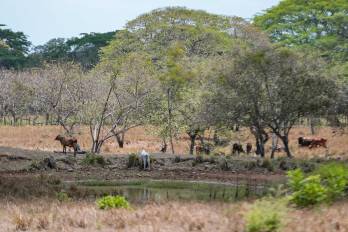 Panamá tiene potencial para implementar técnicas de manejo de suelos y fertilizantes que reduzcan las emisiones de metano y óxido nitroso.
