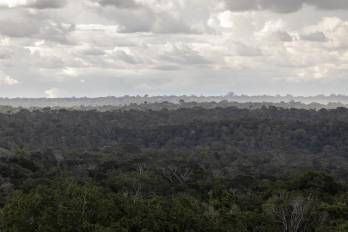 Fotografía de archivo que muestra la selva amazónica en la reserva forestal Adolpho Ducke en la ciudad de Manaos (Brasil).