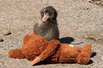 El ejemplar nació el 26 de julio de 2025 y sufrió el rechazo de su progenitora primeriza, por lo que le dieron un peluche para estimular su agarre natural.