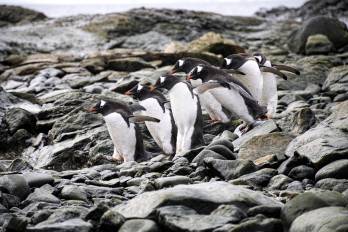 Vista de unos pingüinos en Chile. Aislados, sensibles, misteriosos e imprescindibles para el bienestar de las comunidades que los rodean, los bosques de algas de las aguas subantárticas que bañan el extremo sur de Chile son un centinela de excepción de la vulnerabilidad climática bajo aguas del principio del mundo.
