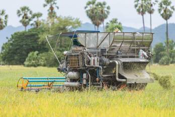 La Dirección Nacional de Agricultura al 29 de septiembre de 2026 reportó que la superficie sembrada alcanzó 54,521 hectáreas, de las cuales se habían cosechado 11,159 hectáreas, con un rendimiento promedio de 91 quintales por hectárea.
