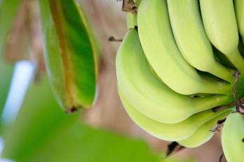 De nuevo Chiquita y el memorando de entendimiento